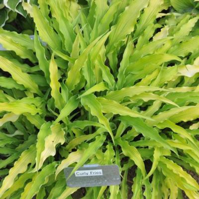 Hosta 'Curly Fries'